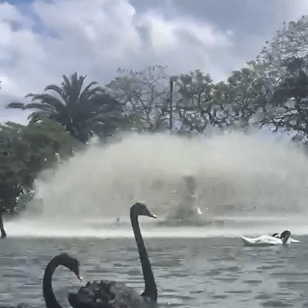Zoológico de Sapucaia do Sul  - Reprodução/Zoológico de Sapucaia do Sul 