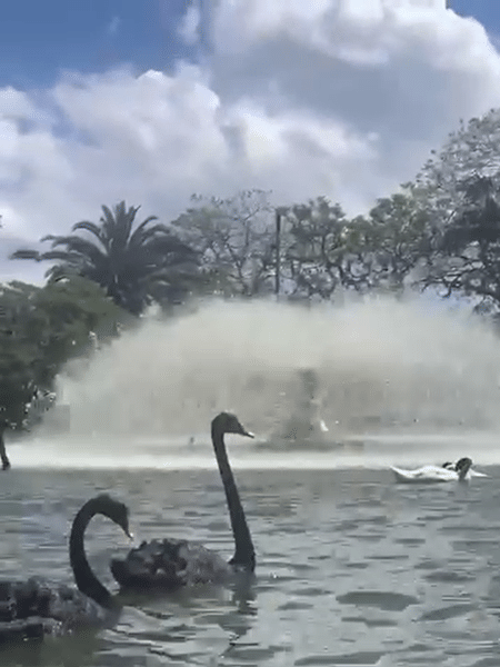 Ao menos 38 cisnes morreram Ao menos 38 cisnes morreram