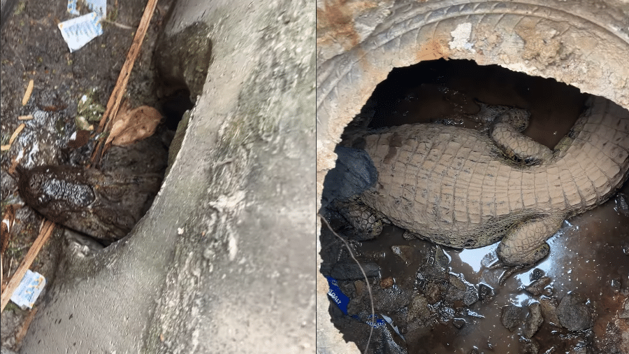 6 de outubro de 2026 - Jacaré é encontrado em bueiro em Saquarema