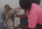 Cão entra em depressão após perda do dono, definha e morre em Santos (SP) - Codevida/Divulgação