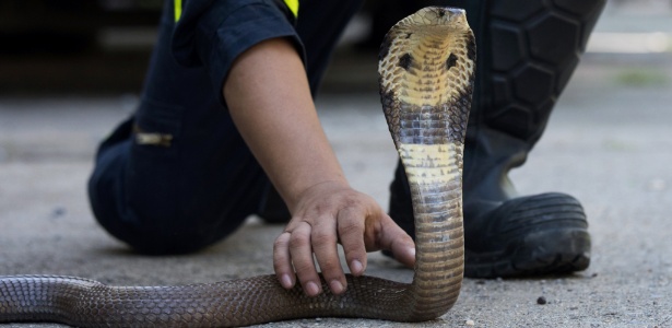 Surapong Suebchai, demonstra como capturar uma cobra em uma estação de bombeiros em Bancoc - AMANDA MUSTARD/NYT