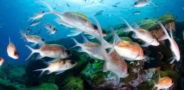 Recifes de coral cobrem apenas 0.1% dos oceanos, mas são responsáveis pela sobrevivência de mais de 200 milhões de pessoas - Getty Images