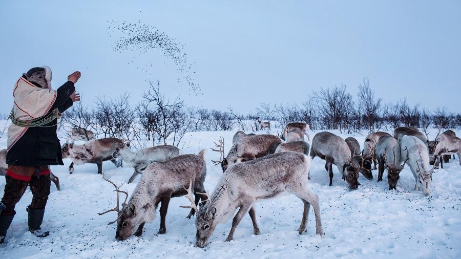 Jovsset Ante Sara alimenta suas renas em Kautokeino, na Noruega - Nadia Shira Cohen/The New York Times