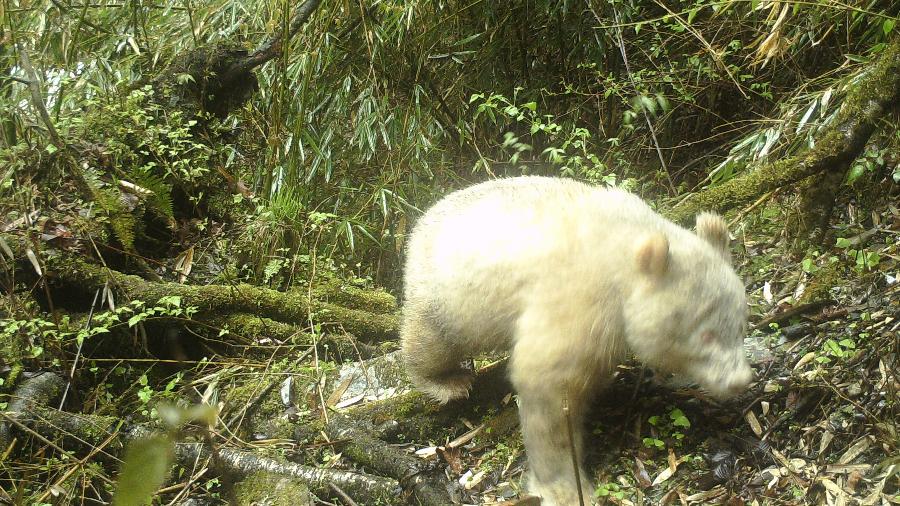 26.maio.2019 - Panda albino é avistado pela 1ª vez na história em reserva da China - Xinhua
