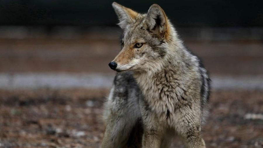 Defensores da vida dos animais condenam uso de dispositivos contra animais selvagens - Getty Images