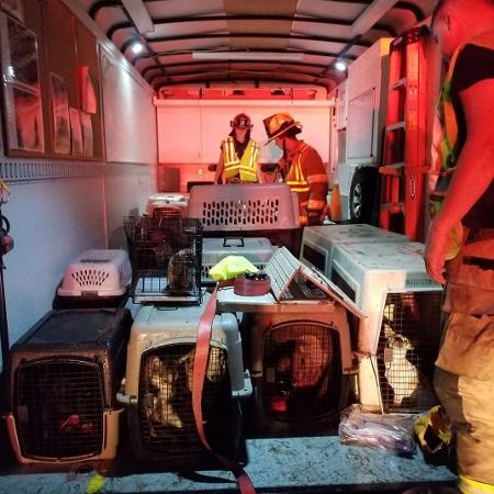 EUA: Van carregando 80 cães para abrigo capota em acidente - Divulgação/Departamento de bombeiros de Fort Lewis