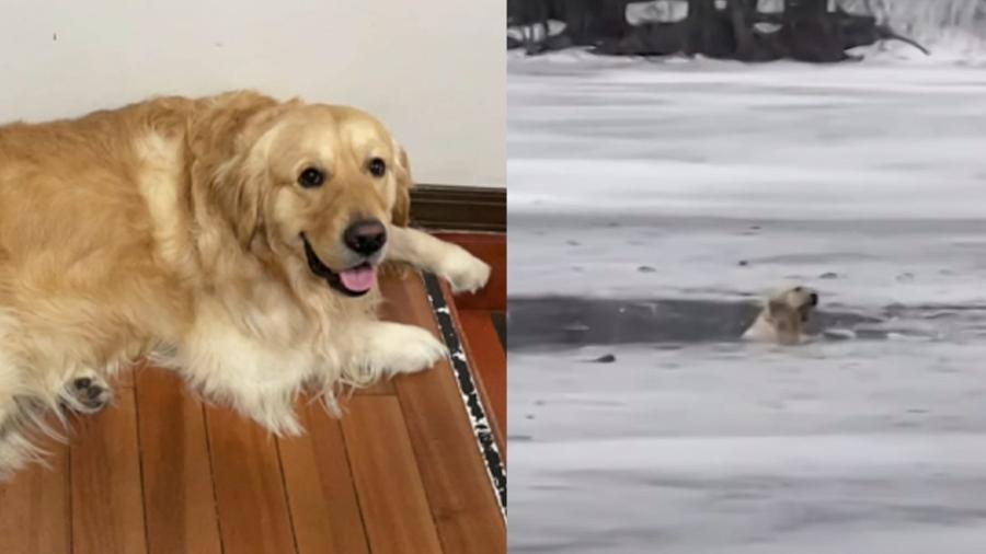 O cachorro Lucky caiu em um lago congelado enquanto perseguia patos em Hewlett, Long Island (EUA) - Reprodução/ NBC New York