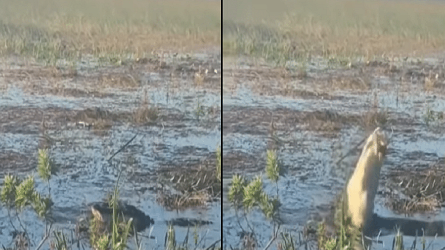 Drone durou poucos segundos perto do animal que se camuflava no pantano - Reprodução/YouTube