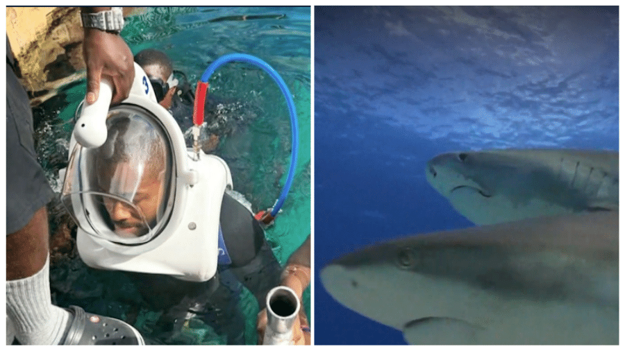 A atração promove a interatividade entre tubarões e hóspedes do resort 