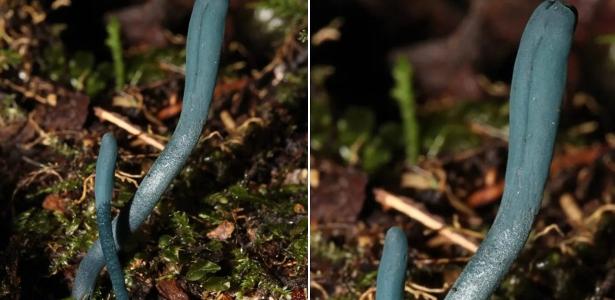 Fungo azul raríssimo é descoberto em SC: 'Um delírio, um unicórnio'