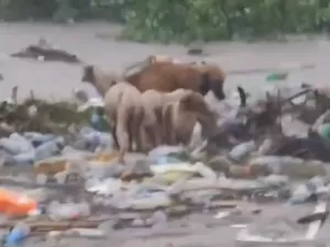 Vídeo mostra cães sendo levados por enxurrada em meio a furacão na Jamaica