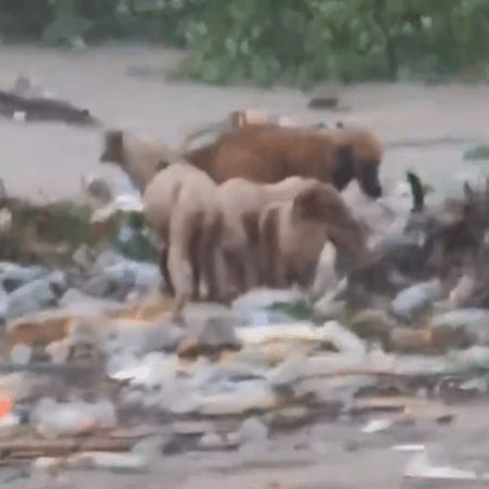 Vídeo mostra cães sendo levados por correnteza provocada por furacão na Jamaica