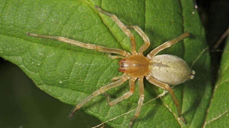 Aranha de saco amarelo (Cheiracanthium spp.)