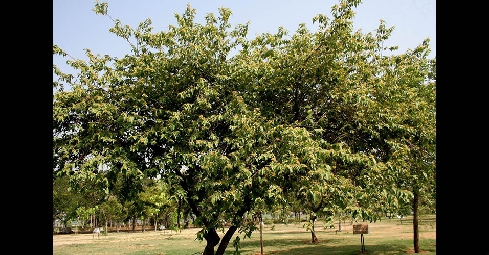 Mutambo - De madeira leve e pouco compacta. Sua altura varia entre 8 e 16 metros. Seu tronco possui entre 30 e 50 cm de diâmetro. Ocorre em florestas em praticamente todo o país.  ÁRVORE PIONEIRA: de crescimento rápido. Possui boa capacidade de absorção de CO2 nos primeiros anos de vida. Contudo, por ser pioneira, não cresce muito e morre cedo, fazendo com que seu potencial para estocar carbono seja limitado no tempo - Reprodução/WikimediaCommons