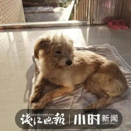 Dou Dou foi reencontrado na última quinta-feira (22) - Qianjiang Evening News