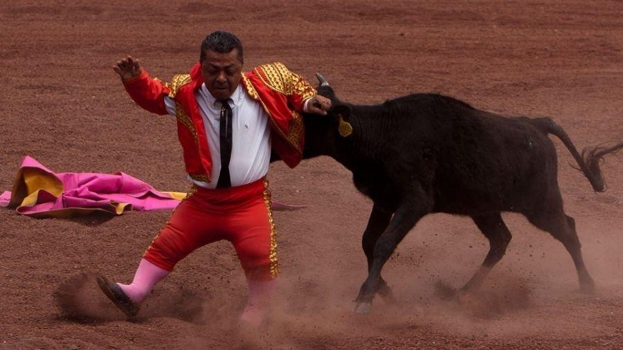 O que acontece com os touros que morrem nas touradas da Espanha? - Mega  Curioso
