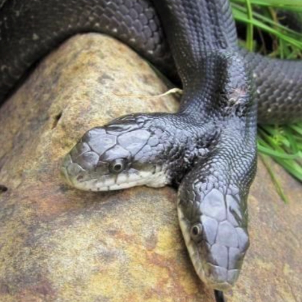 G1 > Ciência e Saúde - NOTÍCIAS - Cobra de duas cabeças morre nos EUA