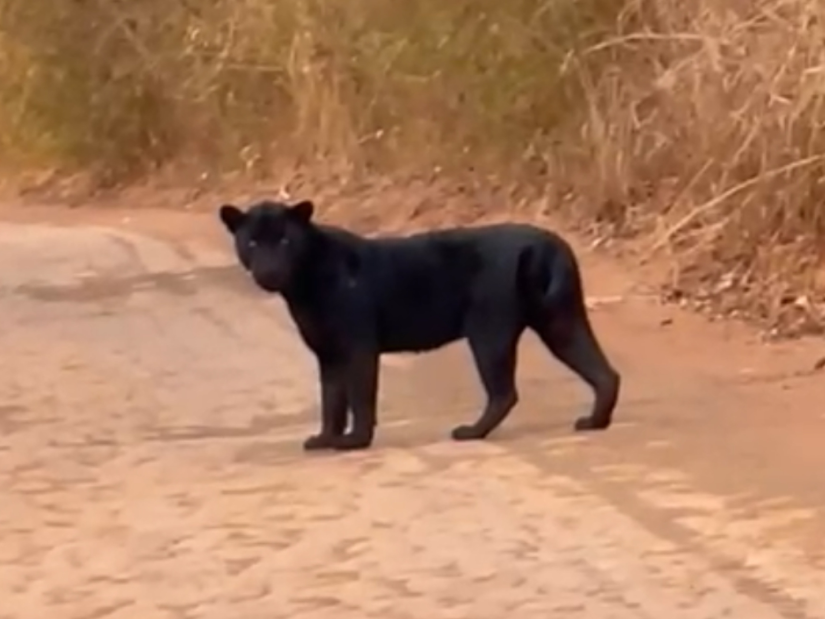 Onça mata cavalo e fere outros no Paranoá