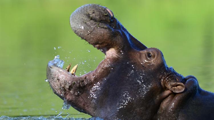 22.jun.2016 - Pablo Escobar comprou quatro hipopótamos de um zoológico na Califórnia e os levou para seu rancho no início dos anos 1980 - 22.jun.2016 - Raul Arboleda/AFP - 22.jun.2016 - Raul Arboleda/AFP