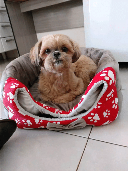 Produto para cachorros e gatos pode ser usada como caminha ou como toca