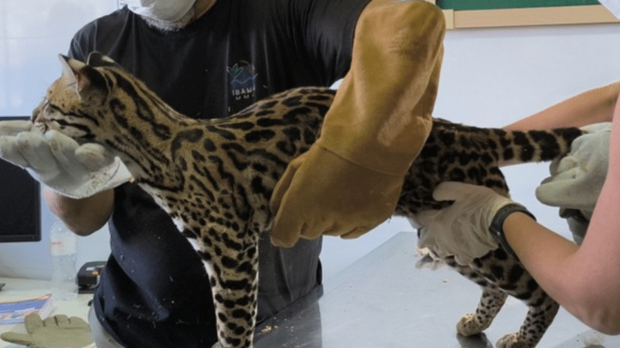 Segundo o Ibama, o animal está desnutrido e apresenta problemas na pelagem e parasitas - Divulgação/Ibama