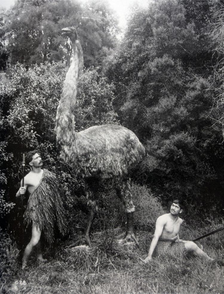 Representação de membros maori com um espécime de moa