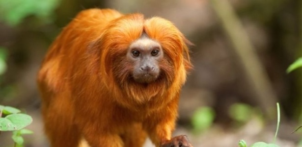 No Brasil, o mico-leão-dourado é um dos principais motivos de preocupação - Getty Images