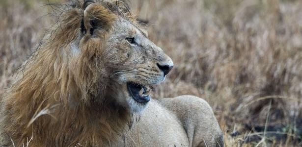 Rastreador de animais | Homem é devorado por dois jovens leões na África do Sul