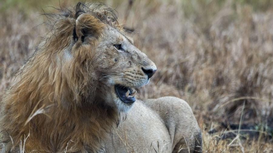 Há cerca de 2 mil leões no Parque Nacional Kruger - BBC
