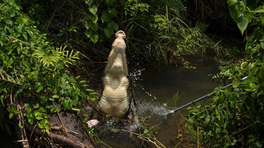 Um crocodilo reage depois de ter sido picado com uma agulha para retirada de uma amostra de DNA em Lospalos, no Timor Leste - Matthew Abbott/The New York Times