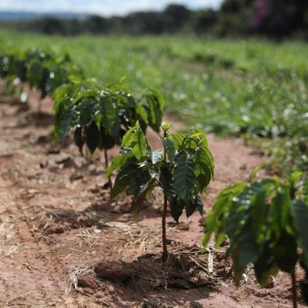 Exportação de café do Brasil bate recorde em efeito da seca ainda será avaliado