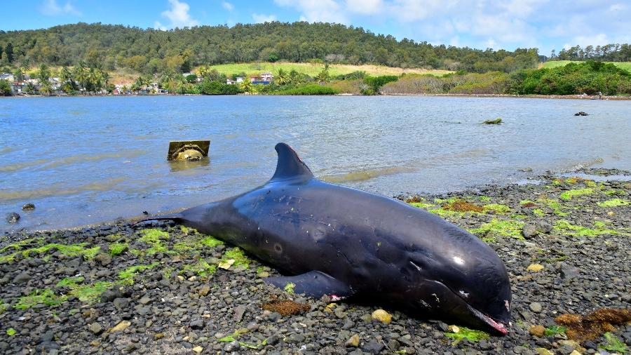 Ao menos 40 golfinhos morreram misteriosamente em uma área das Ilhas Maurício afetada por um vazamento de petróleo -  REUTERS/Beekash Roopun/L"Express Maurice