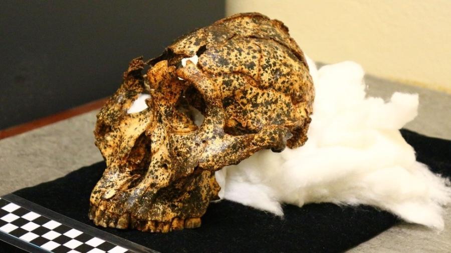 O crânio de dois milhões de anos é um espécime de Paranthropus robustus - La Trobe University