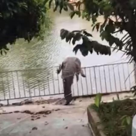 Crocodilo avistado em cidade do estado mexicano de Tabasco, após inundações - Reprodução/Facebook