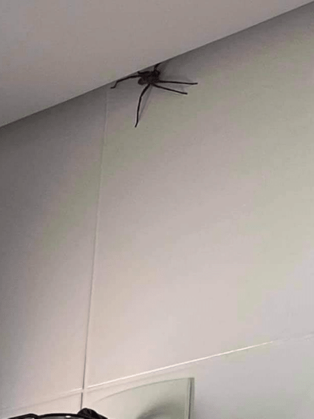 Rafael Abreu postou foto de aranha gigante escalando parede de seu banheiro, semelhante à registrada na última semana  - Reprodução/Rafael Abreu 