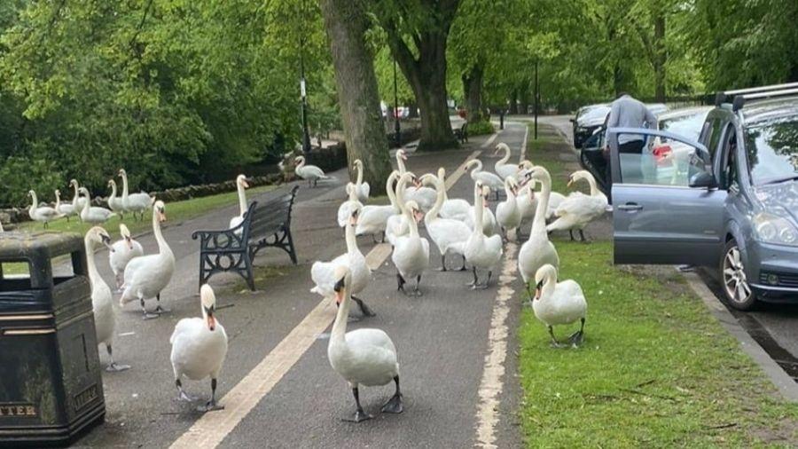 Censo dos cisnes às margens do Windsor, na Inglaterra - Reprodução/Facebook