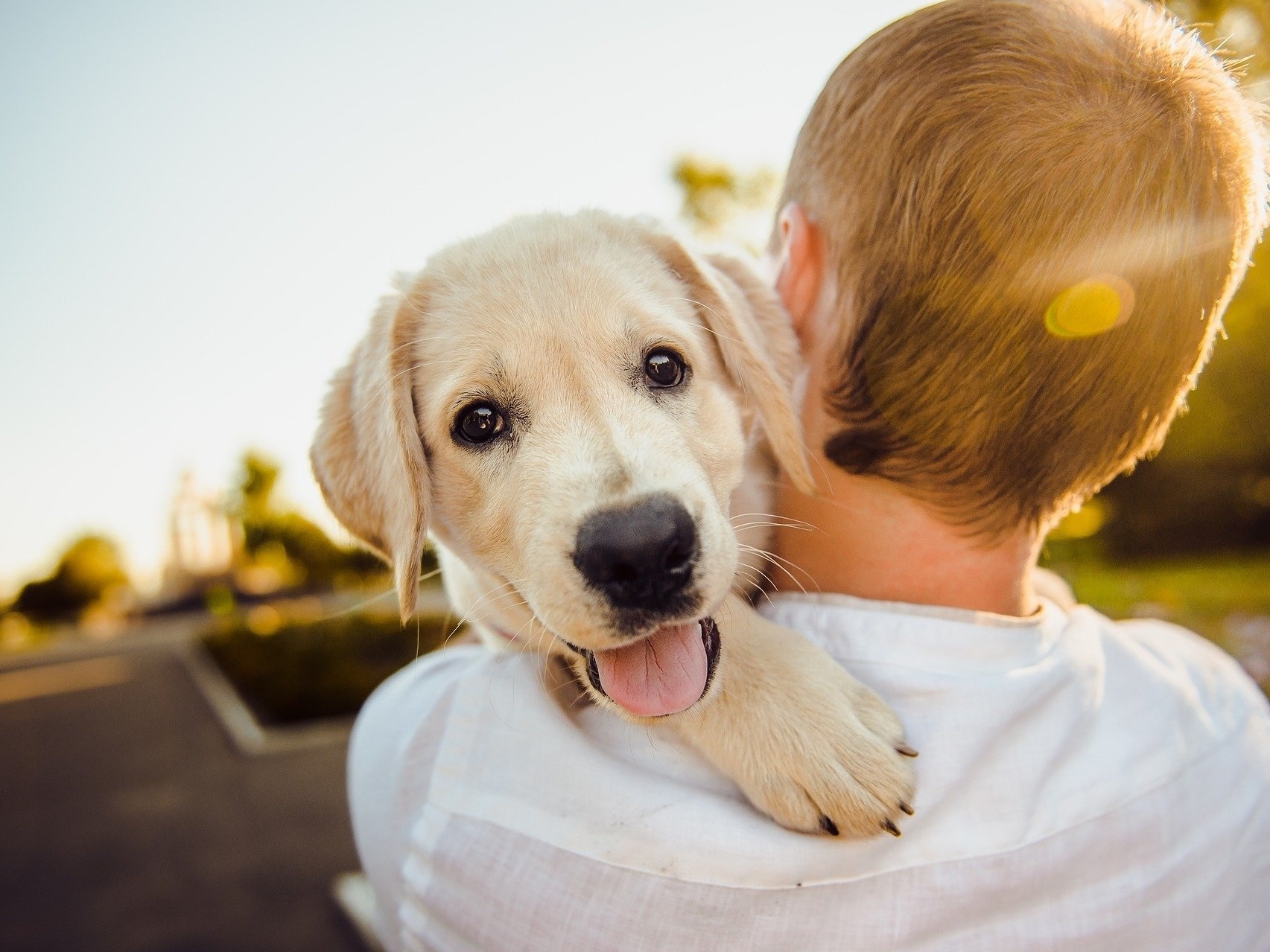 Calculadora revela idade 'real' de cães e a idade 'canina' dos