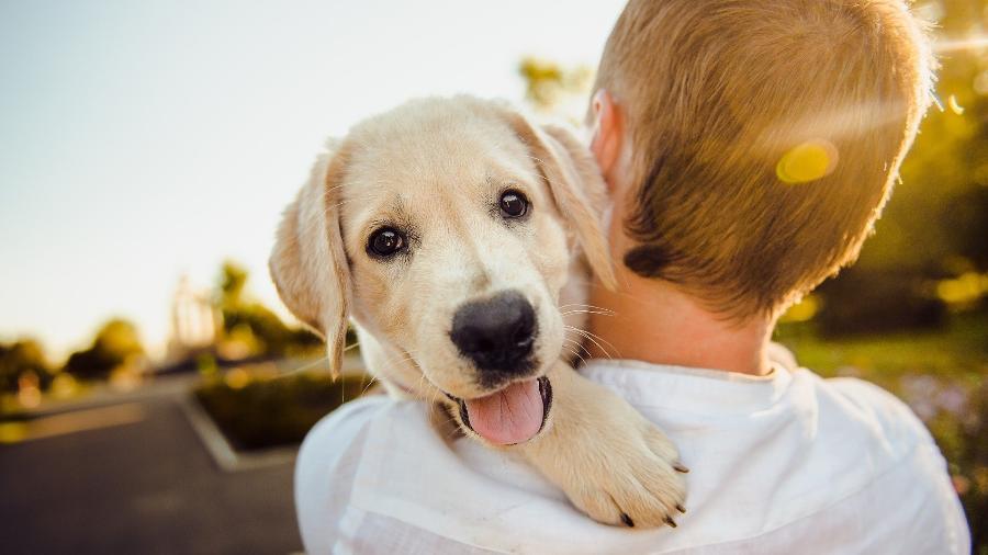 Homem entrou com recurso para não pagar pensão alimentícia para cães - Pixabay