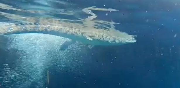 Turistas se encuentran con un cocodrilo mientras nadan en México