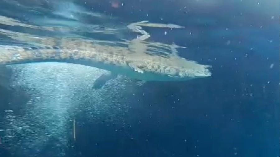 Jovens topam com crocodilo enquanto nadavam em cenote no México.  - Reprodução/TikTok