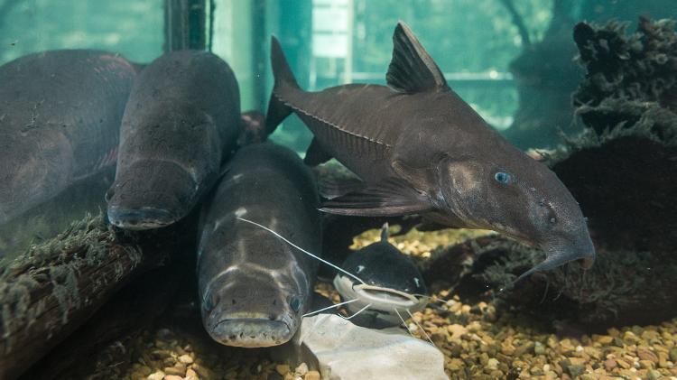 Peixes amazônicos são contemplados em grande aquários no museu