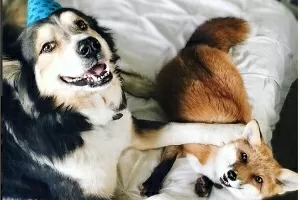 Amizade Pet As 20 raças de cães peludos: conheça os amigos de