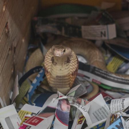 Cobra naja apreendida no DF - Divulgação/Instituto Butantan