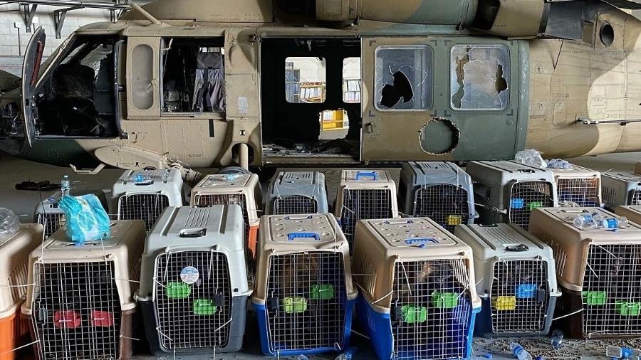 Imagem reproduzida nas redes sociais mostra cães em jaulas no aeroporto de Cabul, no Afeganistão - Reprodução/Twitter