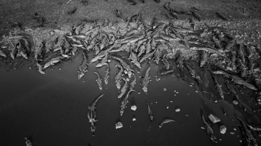 Na ponte de rodovia no Pantanal, jacarés se amontoam e morrem desnutridos - FERNANDO FACIOLE/GRAD