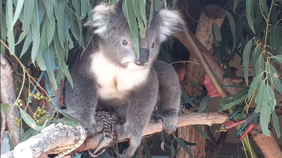 Um dos coalas retirados de uma propriedade em Victoria, na Austrália, depois que casos de suposta crueldade contra os animais foram descobertos no local - Regulador de Conservação do estado de Victoria