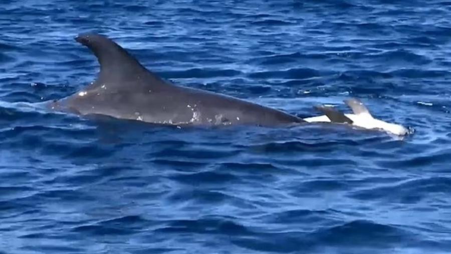  Mãe golfinho carrega o seu filhote morto nas costas, no meio do mar Mediterrâneo - Reprodução/Youtube