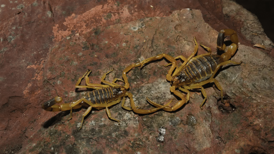 O escorpião amarelo da Palestina (Leiurus quinquestriatus) - Nature Picture Library / Alamy Stock Photo