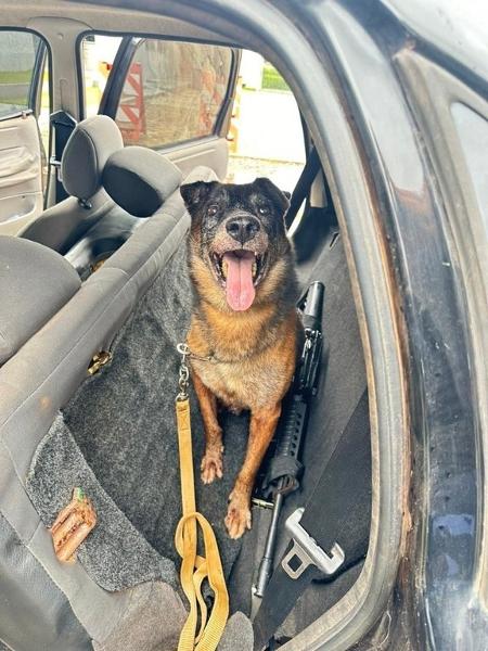 Cão farejador da Guarda Municipal de Marabá