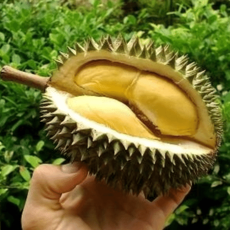 Durian vem crescendo no mercado asiático